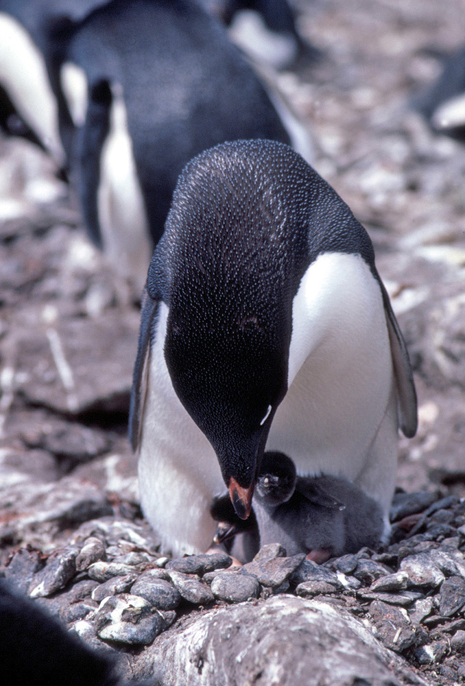 Adelie Penguins Antarctica Fact File Wildlife 